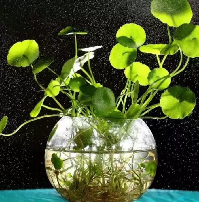屬相是馬的種什麼室內植物：十二生肖養什麼植物