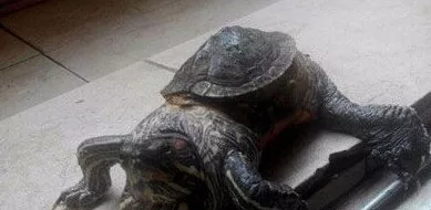 烏龜養了十年了不知道為什麼死了：養了十七年的烏龜突然死了 為什麼啊