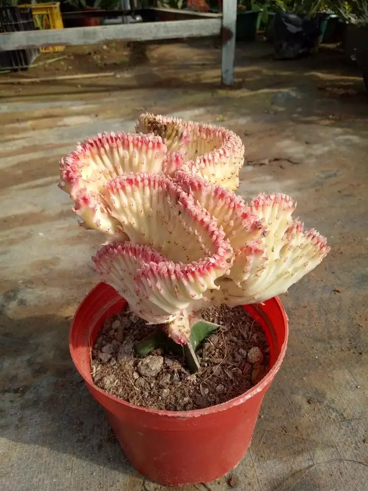 2、十大鎮宅辟的花卉:辟的植物有哪些