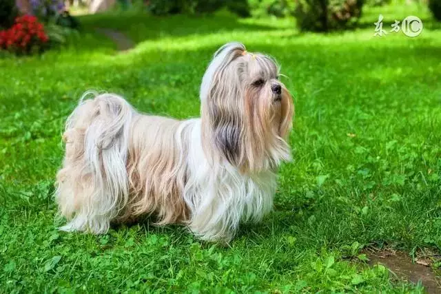 年的狗一生的命運：為何82年的屬狗人命運如此坎坷