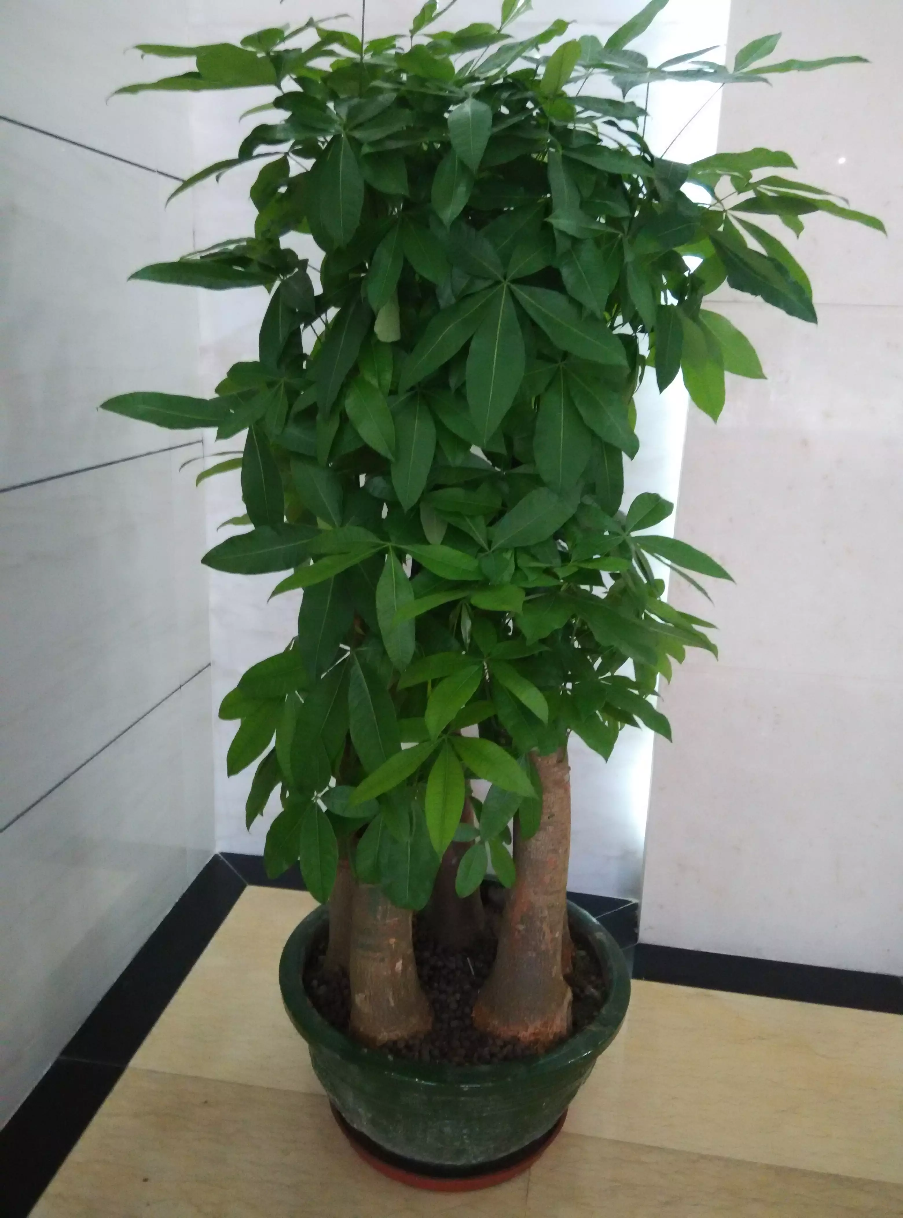 2、發財樹適合放在家裡的什麼地方？擺放哪些植物可以改變家的財運？