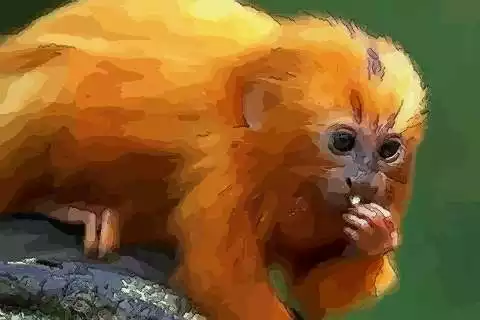 屬猴人年全年運勢：屬猴人在年的全年運勢