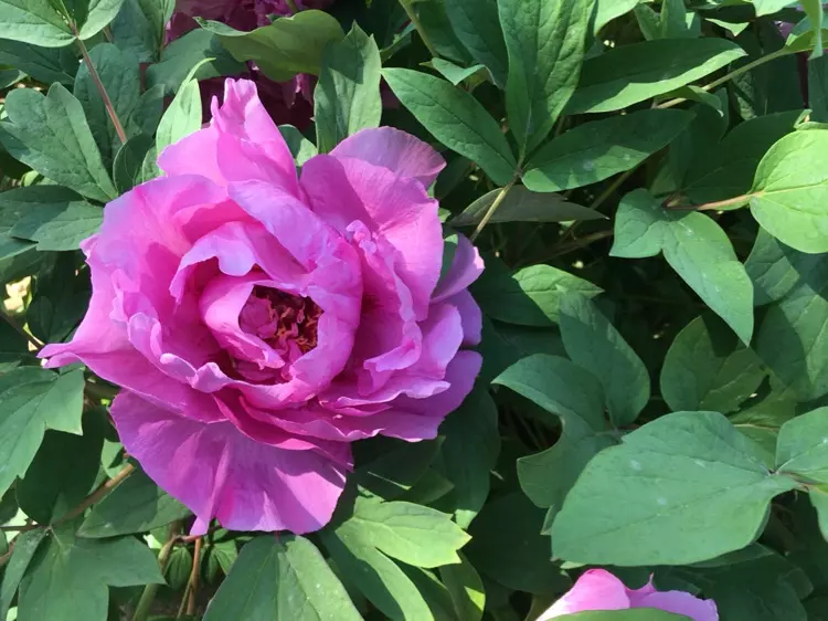 春季百花什麼屬相最好：百花爭艷好春開是什麼生肖