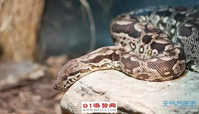 1、屬蛇的人婚配上中下等:屬蛇的和什麼屬相最相配 12屬相婚配表