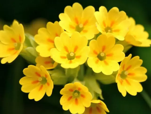 女屬兔，男屬狗，均為7月中旬生日（陰曆），想知道年適合娶親的吉日！先在此謝過了！