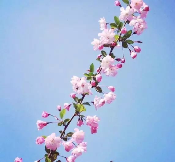 16年1月11日生的是什麼屬相：年1月9日出生的是什麼命