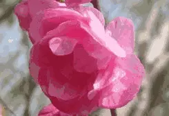 1994年屬狗婚姻感情：1994年屬狗的婚配算命 屬狗女今年是否有姻緣人