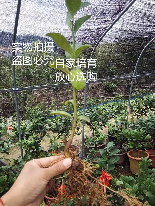 2、招財手樹怎樣繁殖:手的繁殖方法是什麼？