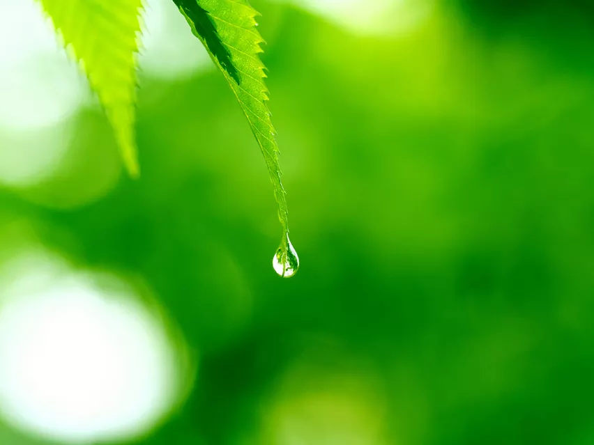 屬羊的婚配什麼屬相好：男屬羊找什麼屬相好