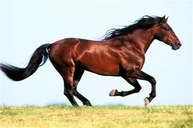 1、屬相婚配馬配馬:屬馬與什麼屬相相配 屬馬的配偶