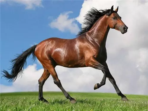 2、年九月馬婚配:年屬馬的和什麼屬相娶親合適
