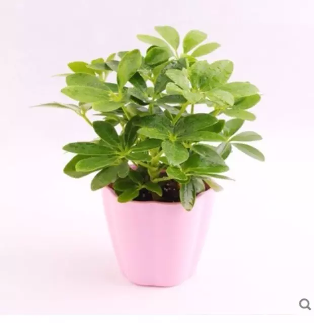 1、旺財的植物有哪些:有哪些植物利於風水旺財