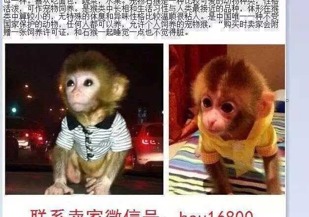 2、68猴女68年猴男能婚配嗎:68年的猴男與74年的虎女婚配如何