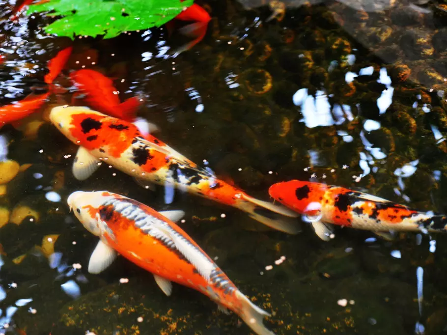 1、養招財魚要放鹽嗎:養招財魚的講究