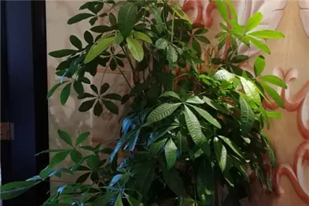 1、招財樹怎麼插枝才能活:發財樹的枝能插活嗎