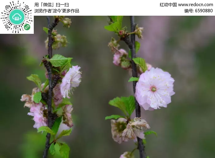 花恭弘=叶 恭弘盡落殘枝留的屬相：花恭弘=叶 恭弘盡落殘枝留打一生肖