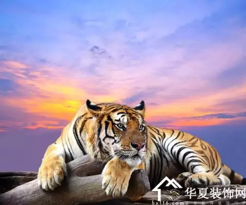 年屬什麼生肖配對：年屬虎和什麼屬相最配