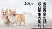狗和年屬合作：年出生屬狗和年出生屬鼠的和的來嗎