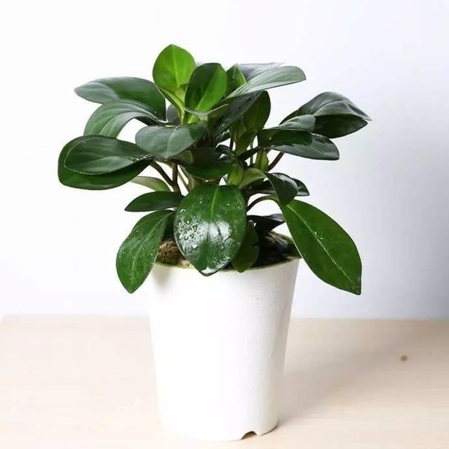 2、家裡養什麼綠植好招財:家裡種什麼植物招財