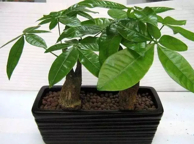 2、怎樣來讓家裡旺財運氣好:有什麼辦法讓家裡的財運變好