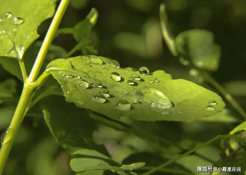 未來15天喜鵲叫的屬相：灰喜鵲屬幾類保護動物？