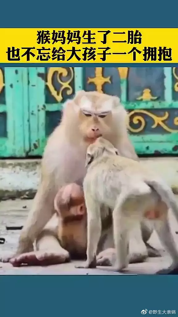 狗女和猴媽屬相合不合：屬猴和屬狗合不合