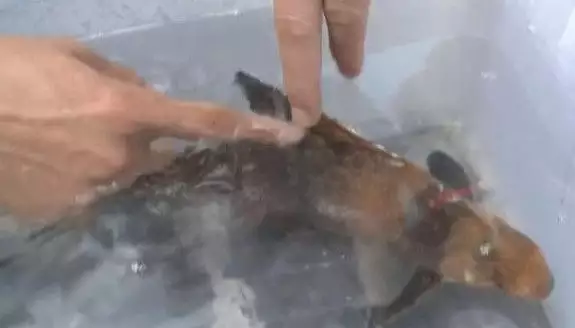 夢見自己用手抓到魚又：夢見到水裡抓魚又。什麼意思。？