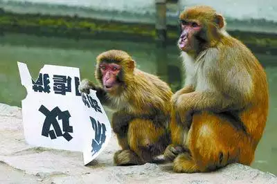 和猴子最配生肖是哪些屬相：屬猴的人和哪些屬相相配比較好