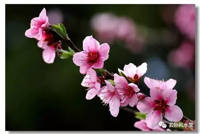 4、免費正緣桃花查詢:是不是幾乎每個人命里都帶有正緣桃花的？