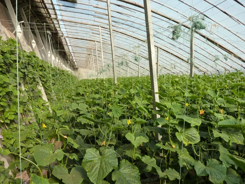 4、圖中是冬暖式蔬菜大棚剖面圖．請聯繫生產、生活實際回答： （1）在蔬菜生長旺盛時期，透明塑料膜內側常