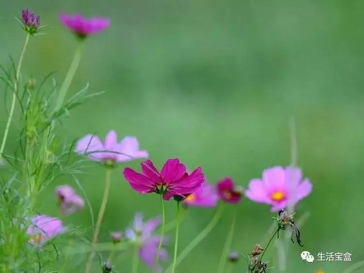 寧可孤獨也不將就的屬相：寧可孤獨，也不違心.寧可抱憾，也不將就.什麼意思