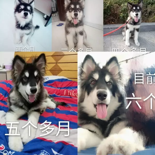 年狗今年有桃花嗎：年屬狗年運勢