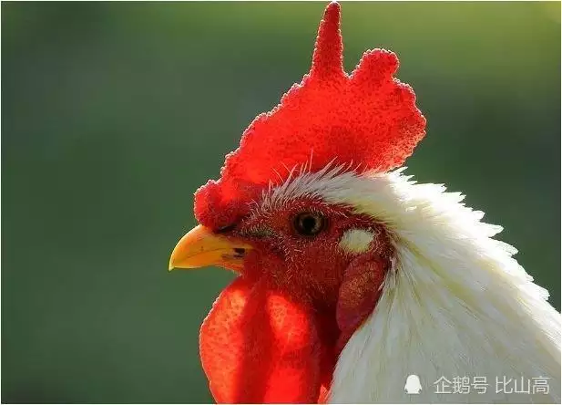 5、69年雞和69年雞婚配好嗎:69年的雞跟59年的豬婚配合嗎