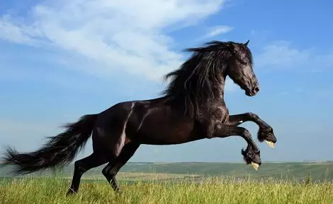 屬馬的佩戴什麼屬相最好：屬馬的佩戴馬的生肖好么