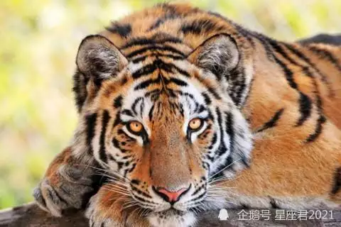 2、74年3月生的虎運氣怎樣:年屬虎出生在年3月29號財運好嗎？