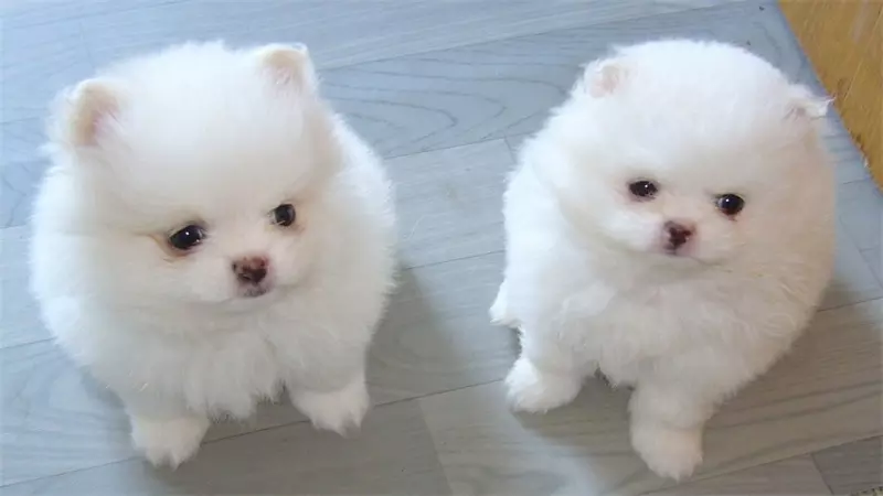 牛和狗的屬相合不合婚姻：屬相狗牛不合怎麼辦