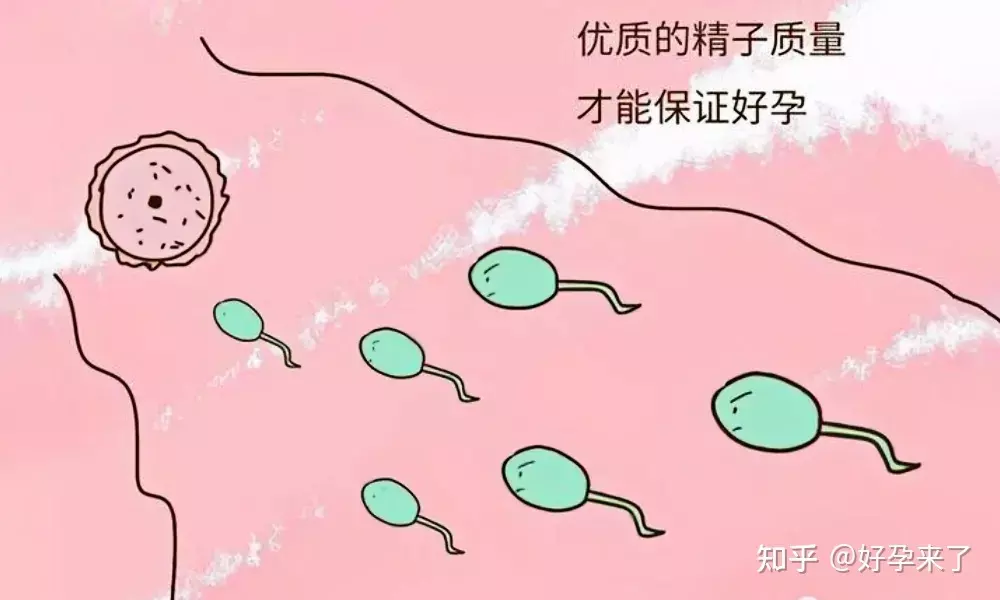 1、想要龍寶寶什麼時候備孕:想生年的虎寶寶幾月備孕？