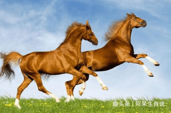 2、女屬牛的和男屬馬的婚配怎麼樣:女屬牛和男屬馬相配嗎
