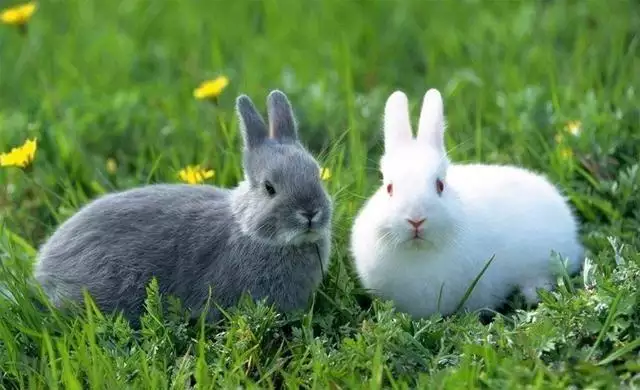 屬兔的什麼屬相孩子最好：2個屬兔的人生什麼屬相的孩子好