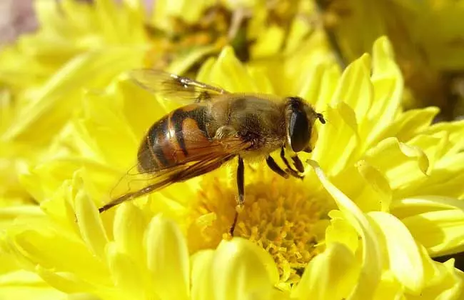 蜜蜂和什麼屬相合作好：誰和誰好?蜜蜂和花好下一句是什麼