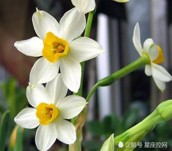 3、73年屬牛女與75年兔婚配:屬牛和年的兔婚配如何?
