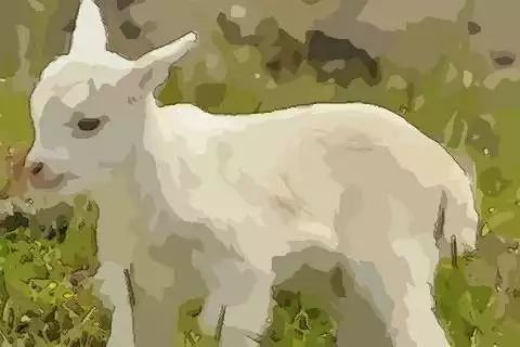 問一下今年屬羊的36，男，今年的小人屬什麼的，謝謝