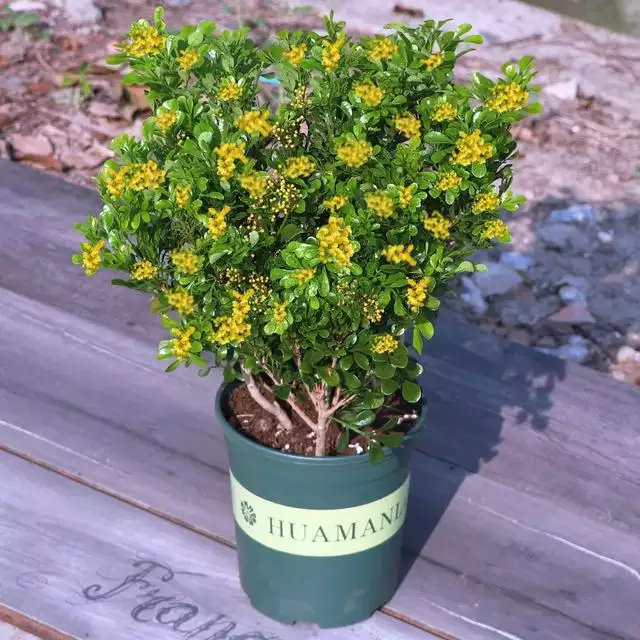 不同屬相適合養殖的花卉：十二生肖每種生肖適合什麼花草合適