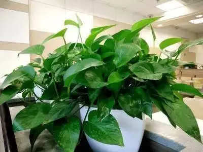 1、家裡擺放什麼植物招財又旺宅:有哪些植物養在家裡招財又旺宅，還能美化家居？