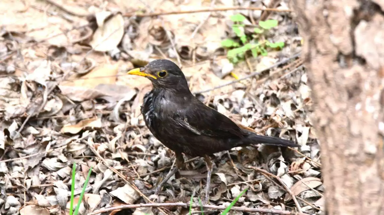 5、夢見自己用手抓到鳥:夢見自己用手抓到鳥