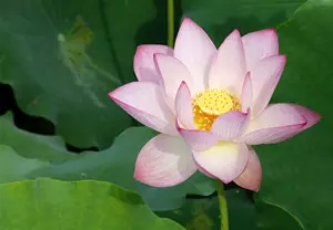 3、屬虎的幸運花和旺財花:年屬虎什麼顏色旺財