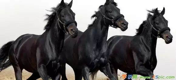 3、午馬的和屬豬的能婚配嗎:屬馬的跟屬豬的相配嗎，適合娶親做伉儷嗎？