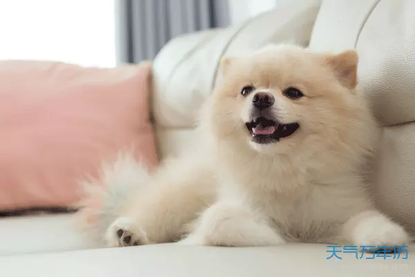 1、屬狗的屬相婚配:屬狗人的婚配適合什麼屬相