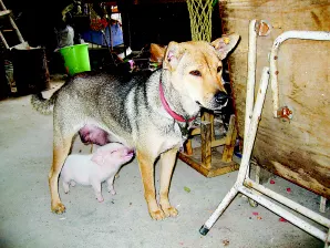 3、狗和豬相配婚姻如何:屬狗和屬豬的相配嗎