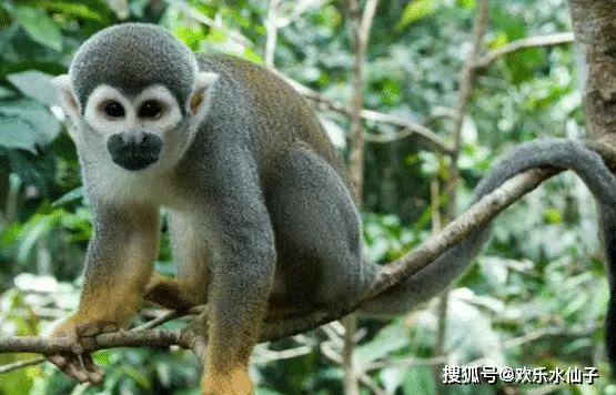 屬猴女人命中註定的另一半：人的另一半真的是命中註定的么？